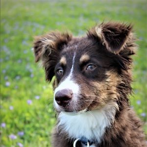 Meet your Posher, Bridget